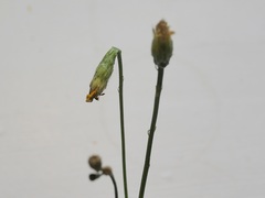 Crepis capillaris