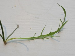 Crepis capillaris