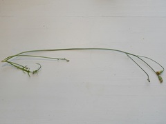 Crepis capillaris