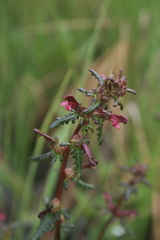 Pedicularis parviflora
