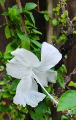 Hibiscus rosa-sinensis