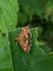 Pyrausta aurata