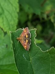 Pyrausta aurata