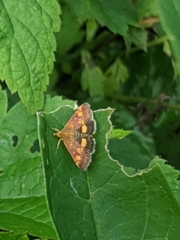 Pyrausta aurata