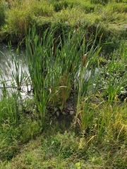 Typha incana