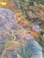 Sargassum muticum