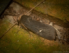 Proteuxoa testaceicollis