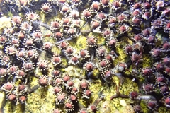 Cladopus nymanii