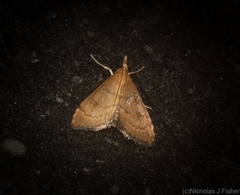 Metasia dicealis