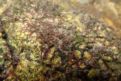 Cladopus nymanii