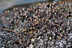 Cladopus nymanii