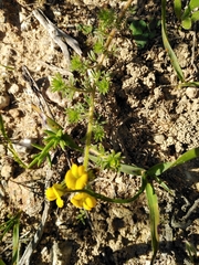 Lotononis involucrata