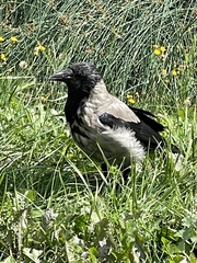 Corvus cornix
