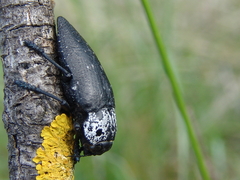 Capnodis
