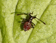 Gonocerus acuteangulatus