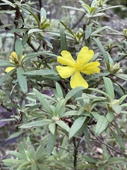 Hibbertia saligna