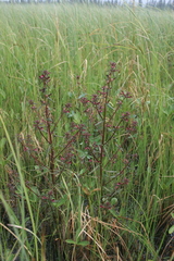 Pedicularis parviflora