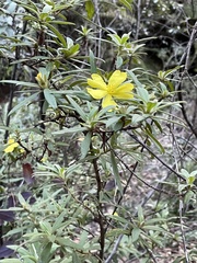 Hibbertia saligna