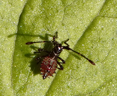 Gonocerus acuteangulatus