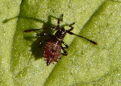 Gonocerus acuteangulatus