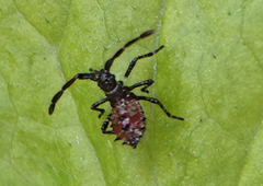 Gonocerus acuteangulatus