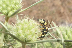 Euodynerus disconotatus