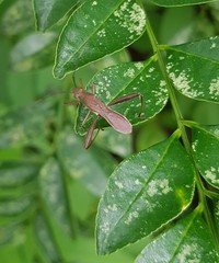 Riptortus linearis