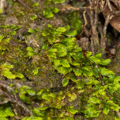 Fissidens oblongifolius
