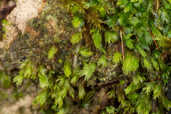 Fissidens oblongifolius