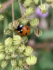 Coccinella septempunctata