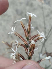 Lysinema pentapetalum