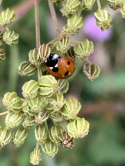 Coccinella septempunctata
