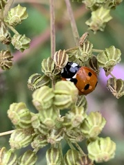 Coccinella septempunctata