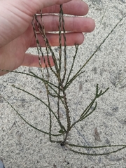 Lysinema pentapetalum