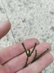 Lysinema pentapetalum