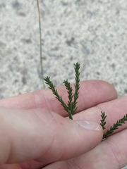 Lysinema pentapetalum
