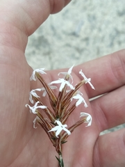 Lysinema pentapetalum