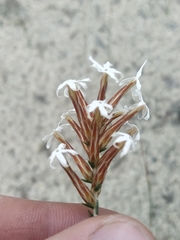 Lysinema pentapetalum