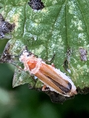 Rhagonycha fulva
