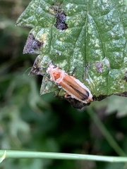 Rhagonycha fulva