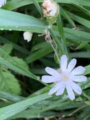 Silene latifolia