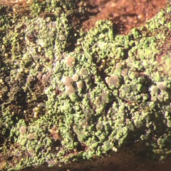 Micarea prasina