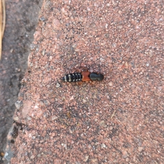 Platydracus stercorarius