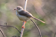 Prinia sylvatica