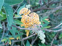 Buddleja weyeriana