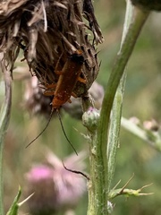 Rhagonycha fulva