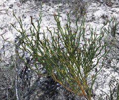 Daviesia brevifolia