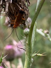 Rhagonycha fulva