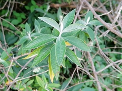 Buddleja weyeriana