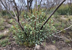 Eucalyptus incrassata